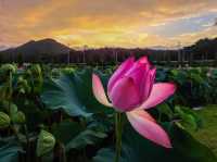 Haman Lotus Theme Park 함안 연꽃테마파크