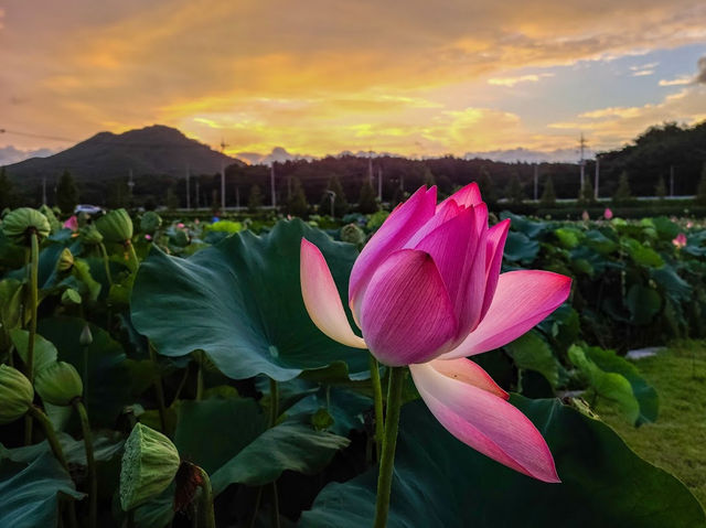 Haman Lotus Theme Park 함안 연꽃테마파크