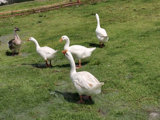 Viva Foresta Farm