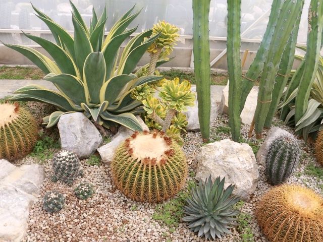 เที่ยวชม cactus ที่ Chan nature cafe 