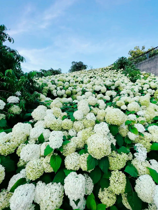 【お台場】階段横のもふもふ紫陽花は圧巻!!紫陽花好きには絶対に行ってほしい🤍