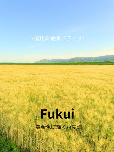 福井県】絶景ドライブ🚗 黄金色に輝く小麦畑が綺麗すぎた