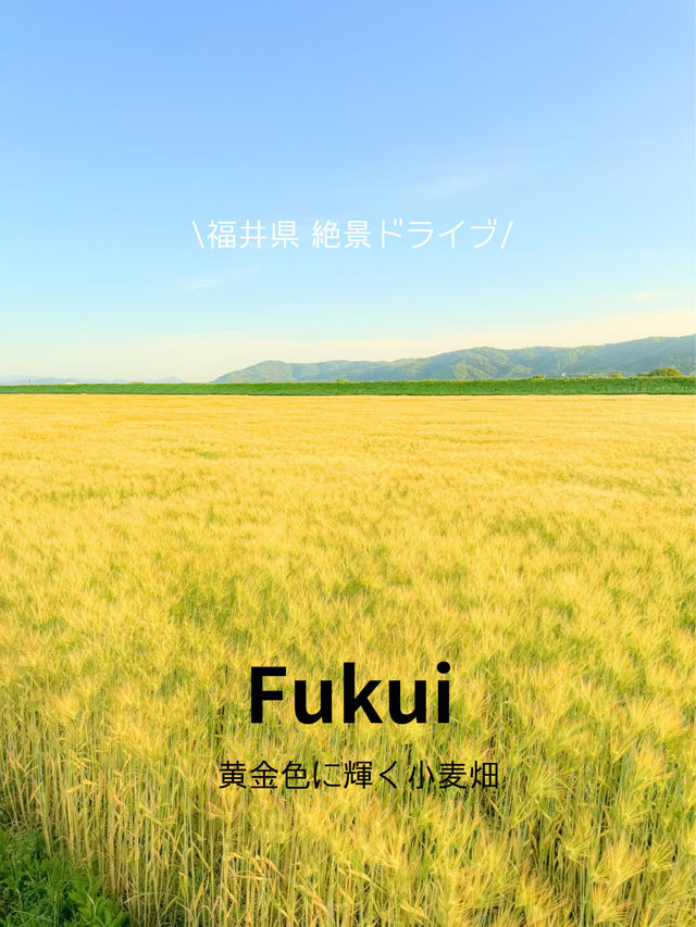 【福井県】絶景ドライブ🚗 黄金色に輝く小麦畑が綺麗すぎた🥹