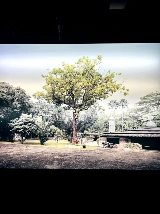 Singapore the Very Old Trees