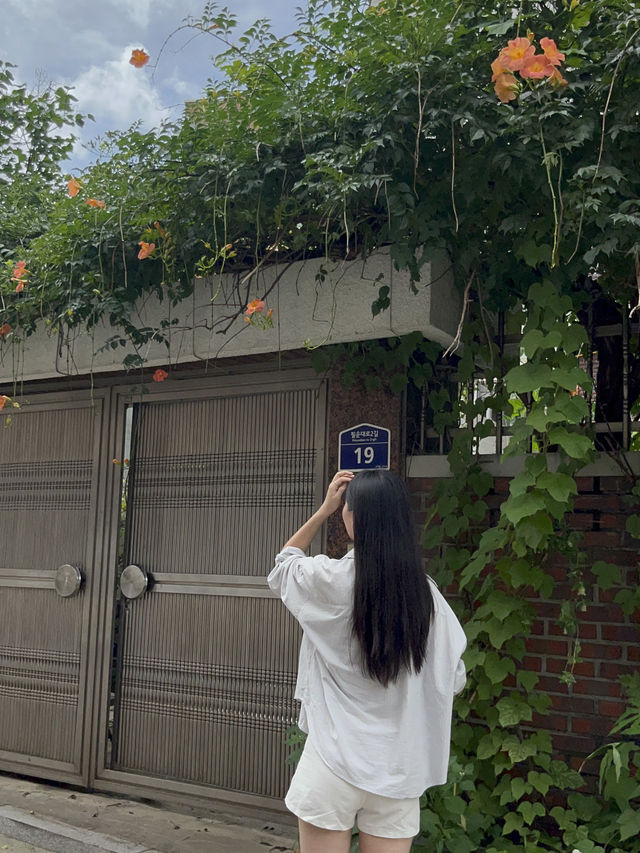 서울 서촌의 여름 ‘능소화’ 포토스팟 추천 🌺