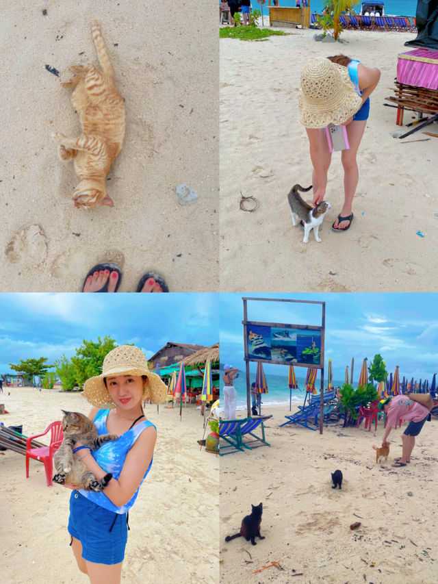 猫好き必見！！フォトジェニックな白い砂浜と猫たちに癒されるタイにある美しい離島🏝🐚🫧【プーケット🇹🇭】