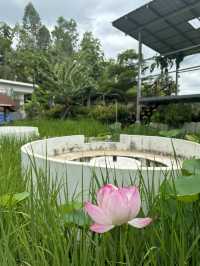 แจกพิกัดคาเฟ่กลางนา แวะ นอน เว็นคาเฟ่กลางนา สกลนคร