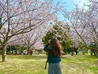 🇯🇵 福岡🌸 粉紅櫻花和藍色花的完美組合 💙💗