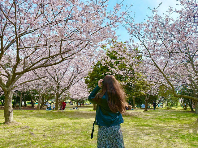 🇯🇵 福岡🌸 粉紅櫻花和藍色花的完美組合 💙💗