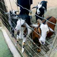 The Bentong Farm Malaysia