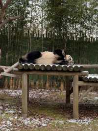 귀여운 판다들이 가득한 에버랜드 판다월드 🐼🐼