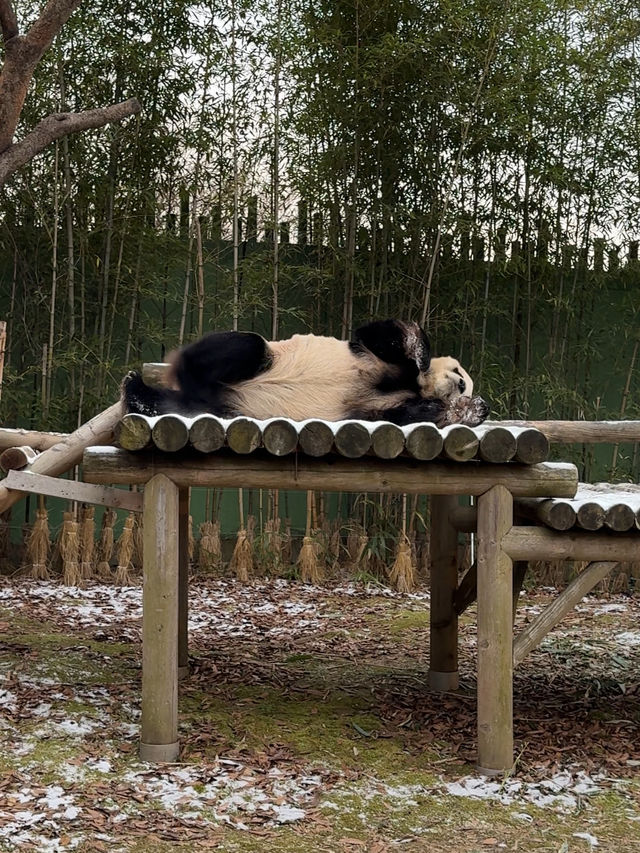 귀여운 판다들이 가득한 에버랜드 판다월드 🐼🐼