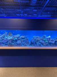 【神戸】須磨シーで海の生き物に癒されてほしい