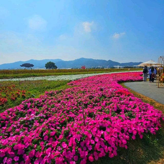 【臺中】花海節：主題不同，花卉的排列和設計也會隨之變化