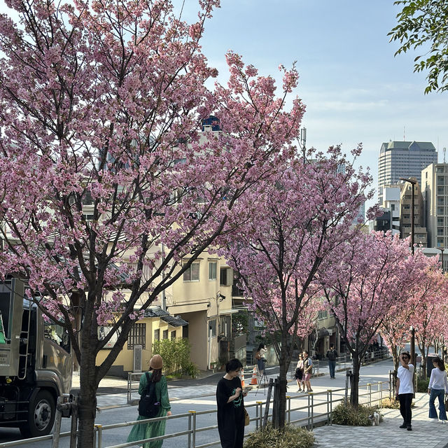 🌸 東京ミッドタウン - 六本木の洗練された都市空間と檜町公園の桜