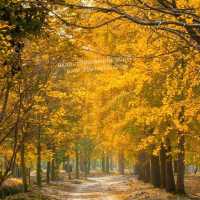 Harbin in Autumn 🍂 