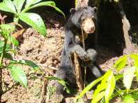 Bornean Sun Bear Conservation Centre (BSBCC)