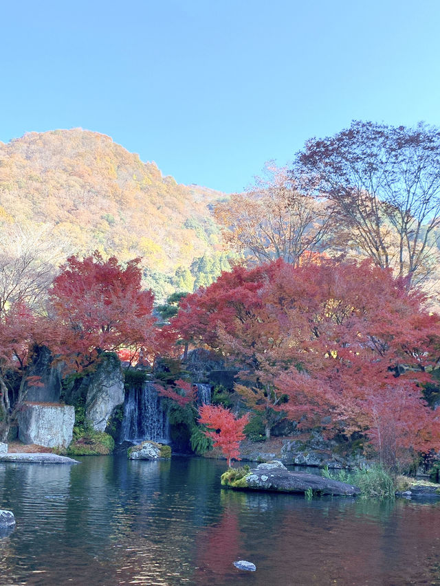 【大分観光】紅葉が人気だけど🍁四季折々の景色が見られる日本庭園🍁