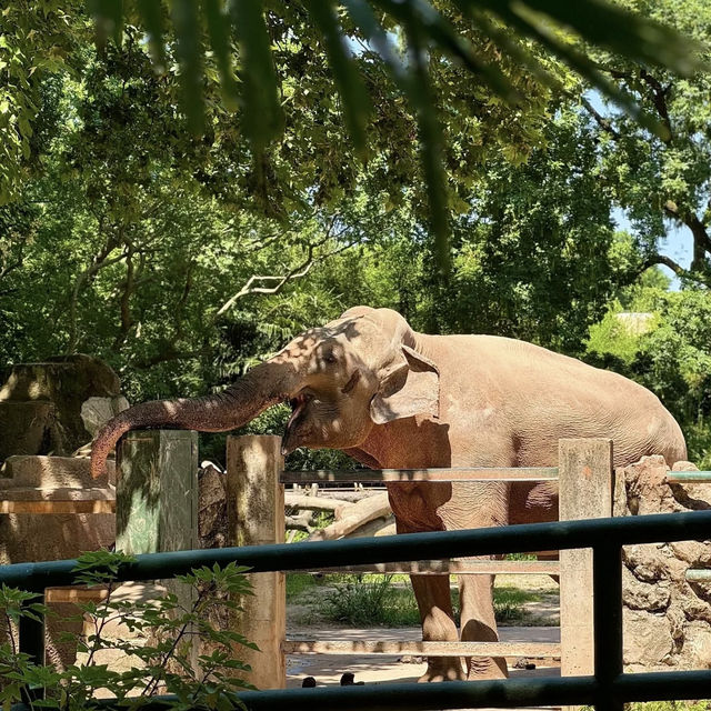 🌎廣州動物園～可愛動物世界🌎