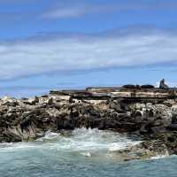 Into the Blue: Exploring Dyer Island’s Marine Marvels