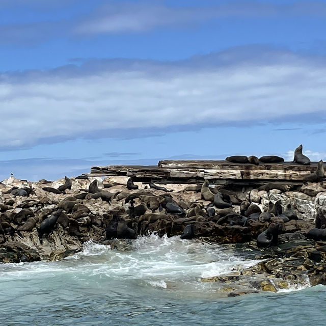 Into the Blue: Exploring Dyer Island’s Marine Marvels