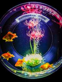 【家族に優しい】秋を感じる屋内スポット✨金魚×秋の世界を体験😍※撮影の楽しみ方付