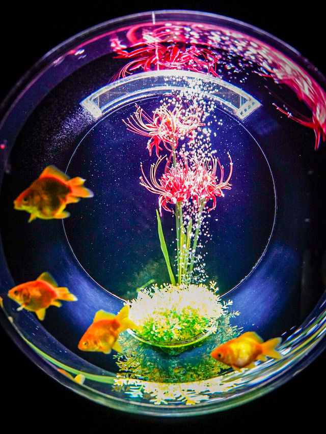 【家族に優しい】秋を感じる屋内スポット✨金魚×秋の世界を体験😍※撮影の楽しみ方付