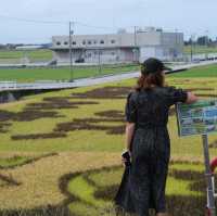 ทุ่ง Spider Lilly,ทานตะวัน,ทุ่งนาศิลปะในที่เดียว