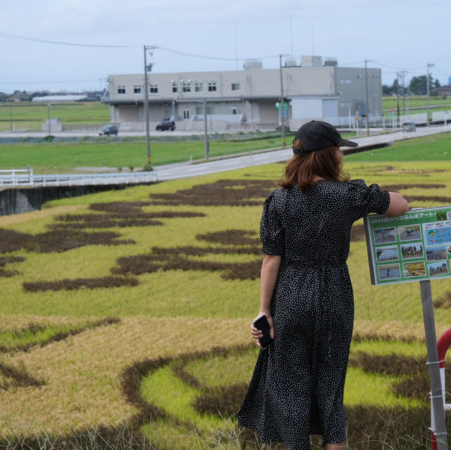 ทุ่ง Spider Lilly,ทานตะวัน,ทุ่งนาศิลปะในที่เดียว