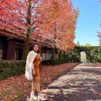 Tenrikyo Oyasatoyakata จุดถ่ายรูปใบไม้แดงญี่ปุ่น