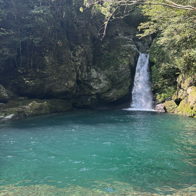 美味しい海鮮と大自然の高知！