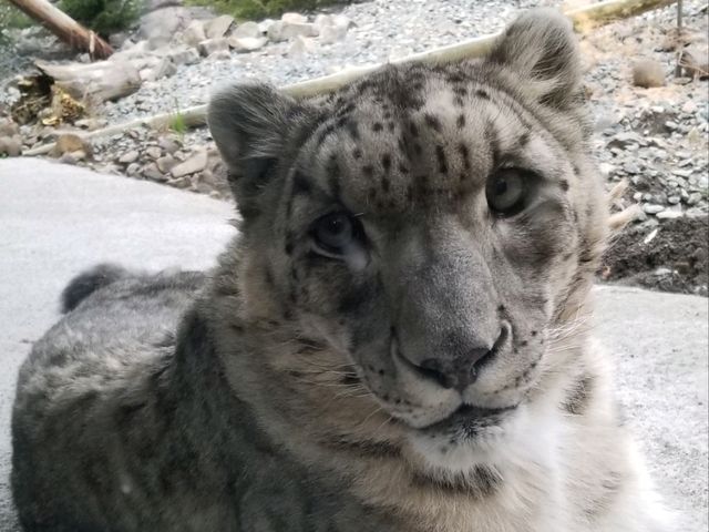 【北海道】札幌市内から近い！円山動物園の写真映えの動物たち