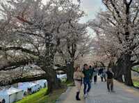 【京都】八幡市の背割堤さくらまつりで1日ピクニック