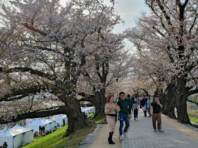 【京都】八幡市の背割堤さくらまつりで1日ピクニック