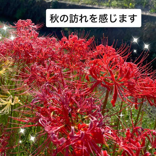 知多半島の旅　ごんの里にある矢勝川堤沿いの彼岸花