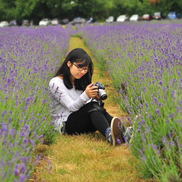 Mayfield lavender Farm - beautiful on either cloudy day or sunny day
