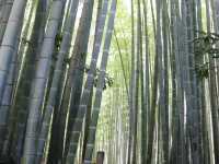 【鎌倉市】鎌倉にある竹林報国寺🎋