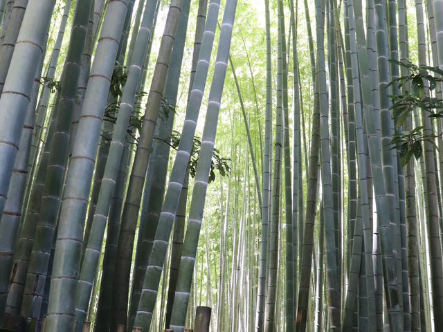 【鎌倉市】鎌倉にある竹林報国寺🎋