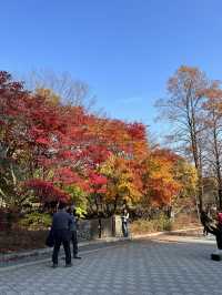 양평 터줏대감 1100살 된 은행나무💛
