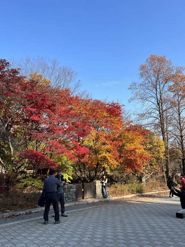 양평 터줏대감 1100살 된 은행나무💛
