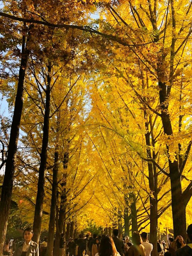 南怡島秋季景點：銀杏大道