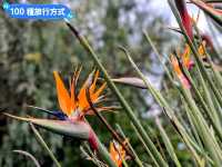 墨爾本賞花-南半球百花綻放的皇家植物園