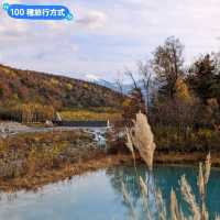 美瑛白金青池，秋天金黃碧青的蕭瑟之景