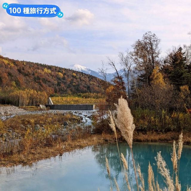 美瑛白金青池，秋天金黃碧青的蕭瑟之景