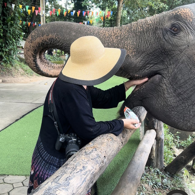 タイゾウ保護センターへ最愛のゾウさん達に会いに行く3 ゾウさんとアフタヌーンティー