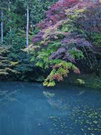 【ここ行って】本当は教えたくない🙅グラデーションが美しい穴場紅葉🍁