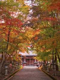 【ここ行って】本当は教えたくない🙅 1400年前建立の穴場紅葉寺院✨