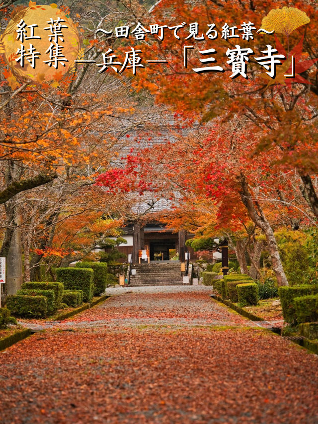【ここ行って】本当は教えたくない🙅様々な顔が見える紅葉寺院✨※見どころ付き