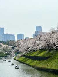東京　東京観光　桜の名所　北の丸公園に行ってきたぞ！