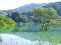 【山形県】春だけの風物詩！白川湖の水没林